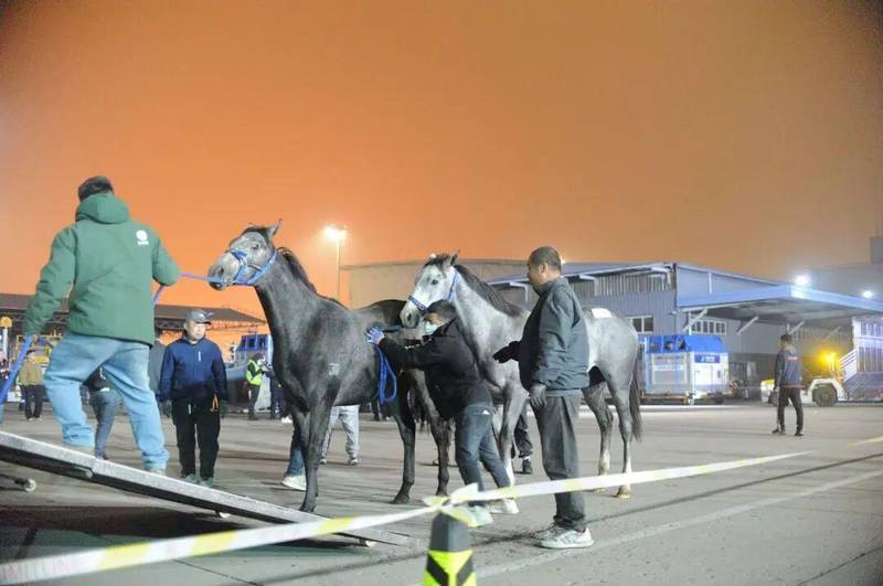 【技术突破】南航折叠马厩首秀：70匹进口赛马如何实现11小时跨国直航