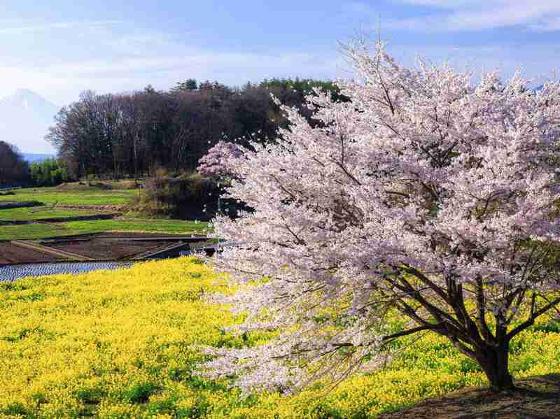 【深度拆解】十二生肖四月贵人磁场：三大属相的吸引力法则与能量叠加