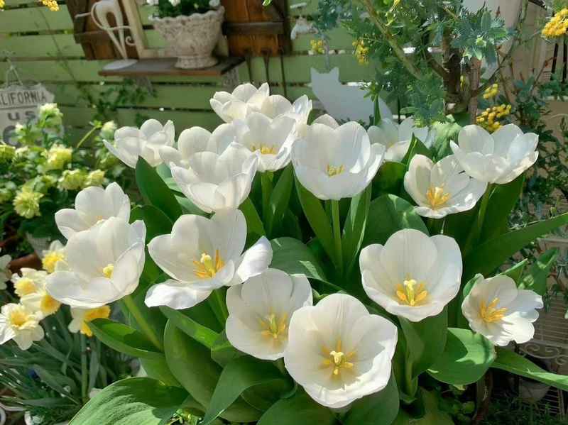 【深度拆解】十二生肖四月贵人磁场:三大属相的吸引力法则与能量叠加 情感心理