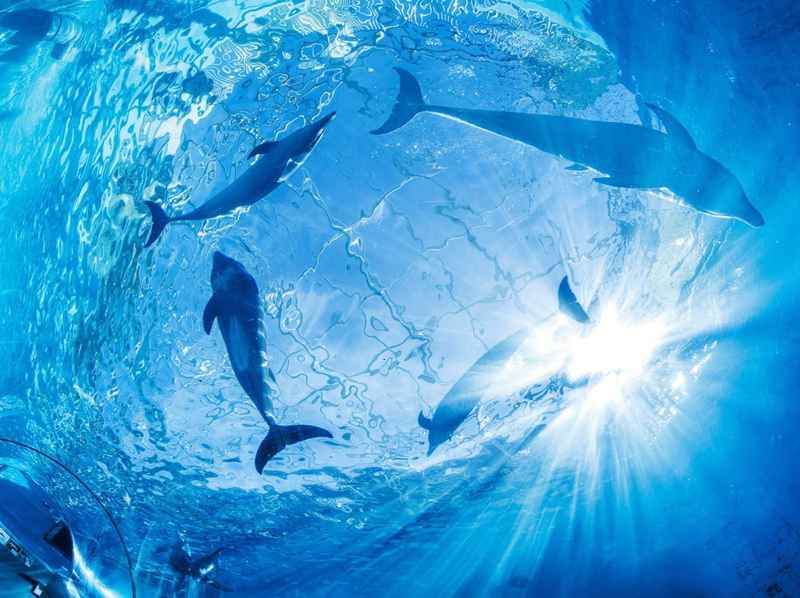 【深度拆解】十二生肖四月贵人磁场:三大属相的吸引力法则与能量叠加 情感心理