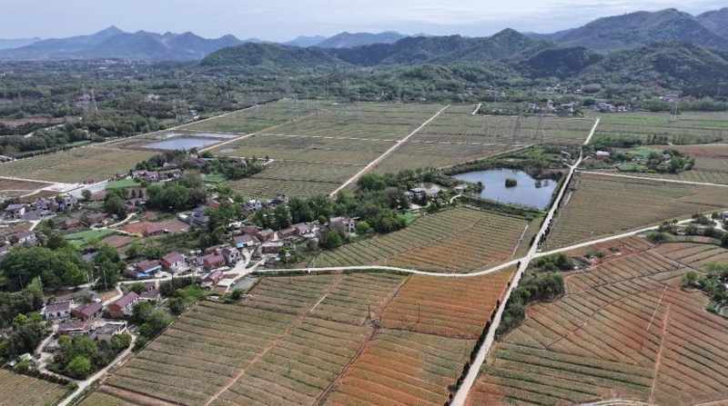  那片开满花的土地，曾让整个村庄揪心——铜陵凤丹“复活”记 文化旅游