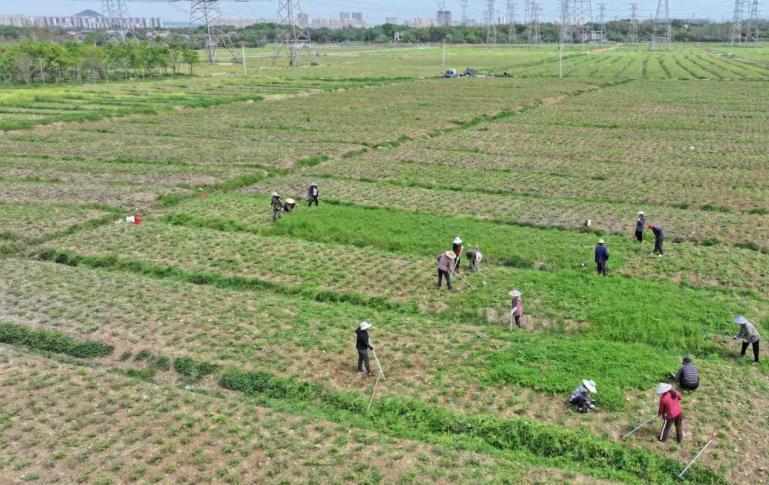  那片开满花的土地，曾让整个村庄揪心——铜陵凤丹“复活”记 文化旅游
